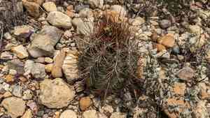 Glory of texas(Thelocactus bicolor)
