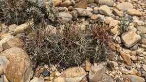 Glory of texas(Thelocactus bicolor)