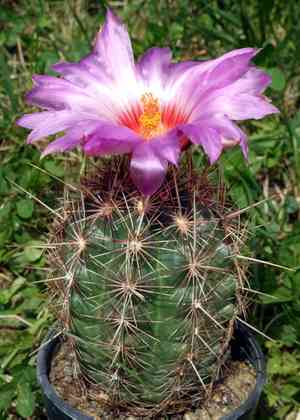 Glory of texas(Thelocactus bicolor)