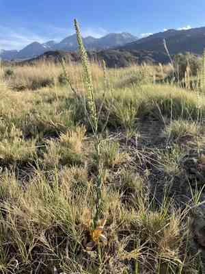 Crisped thelypody(Thelypodium crispum)