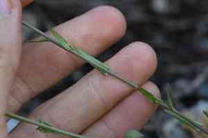 Crisped thelypody(Thelypodium crispum)