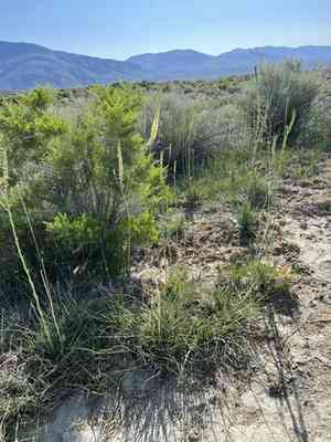 Crisped thelypody(Thelypodium crispum)
