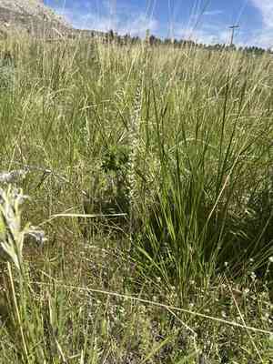 Crisped thelypody(Thelypodium crispum)