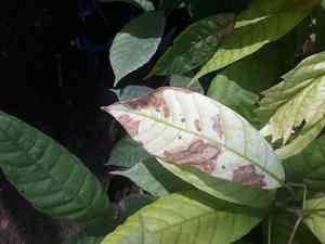Cocoa tree(Theobroma cacao)