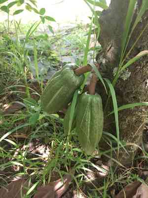 Cocoa tree(Theobroma cacao)