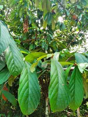 Theobroma(Theobroma grandiflorum)