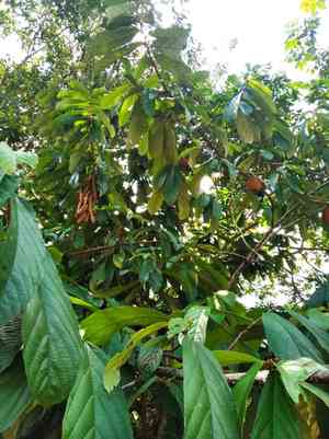Theobroma(Theobroma grandiflorum)