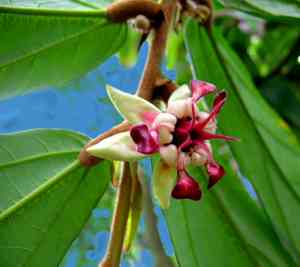 Theobroma(Theobroma grandiflorum)