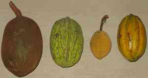 Theobroma (Theobroma)(Theobroma)