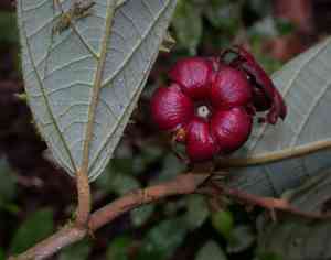 Theobroma (Theobroma)(Theobroma)