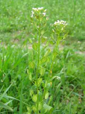 Field pennycress(Thlaspi arvense)