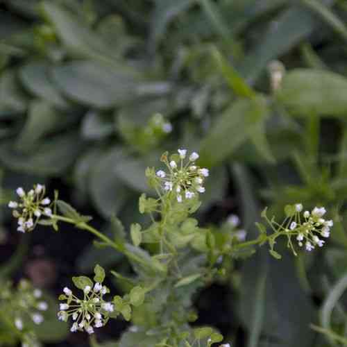 Field pennycress(Thlaspi arvense)