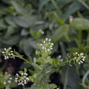 Field pennycress(Thlaspi arvense)