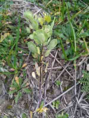 Field pennycress(Thlaspi arvense)