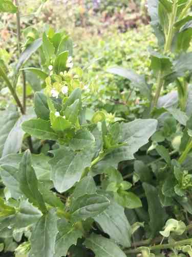 Field pennycress(Thlaspi arvense)