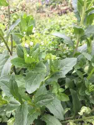 Field pennycress(Thlaspi arvense)