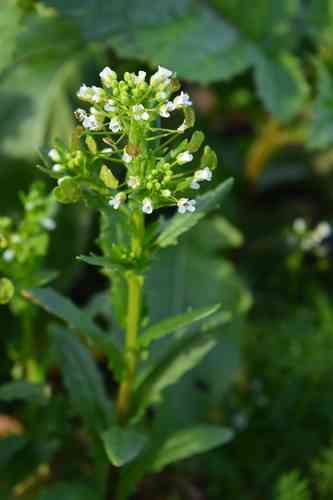 Field pennycress(Thlaspi arvense)