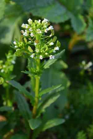 Field pennycress(Thlaspi arvense)