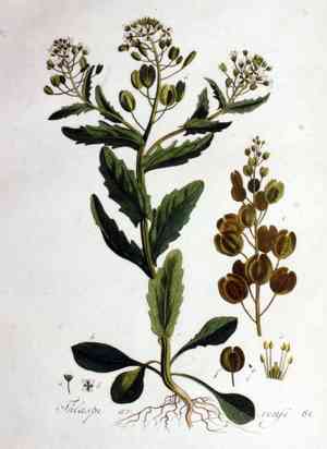 Pennycresses (Thlaspi)(Thlaspi)