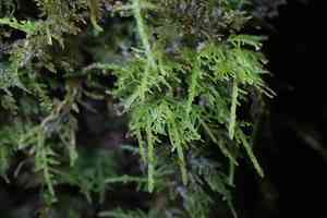 Delicate fern moss(Thuidium delicatulum)