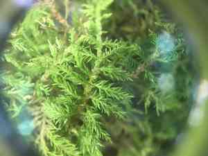 Delicate fern moss(Thuidium delicatulum)