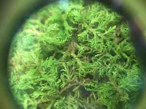 Delicate fern moss(Thuidium delicatulum)