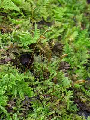 Delicate fern moss(Thuidium delicatulum)