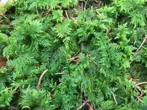Tamarisk thuidium moss(Thuidium tamariscinum)