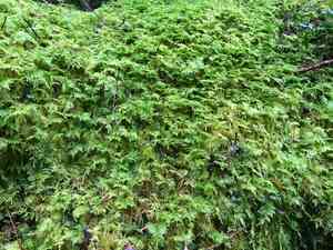 Tamarisk thuidium moss(Thuidium tamariscinum)