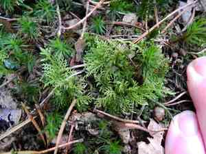 Tamarisk thuidium moss(Thuidium tamariscinum)