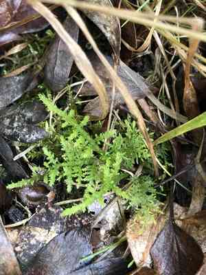 Tamarisk thuidium moss(Thuidium tamariscinum)