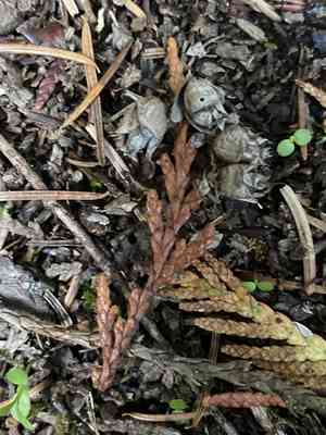 Western red cedar(Thuja plicata)