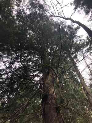 Western red cedar(Thuja plicata)