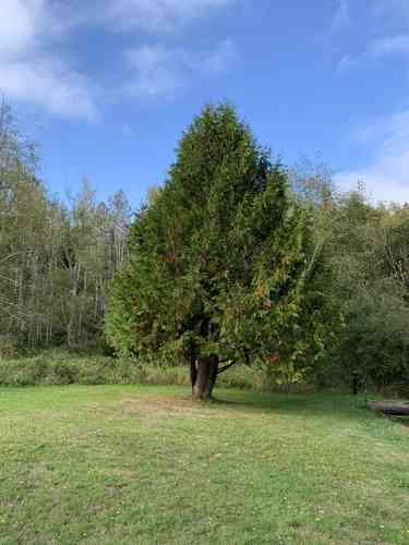 Western red cedar(Thuja plicata)