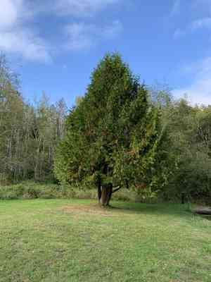 Western red cedar(Thuja plicata)
