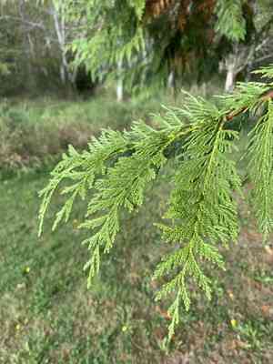 Western red cedar(Thuja plicata)