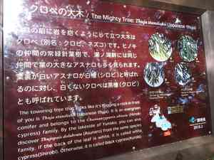 Japanese thuja(Thuja standishii)