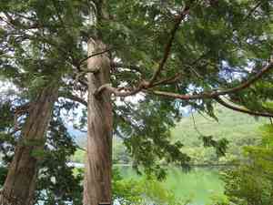 Japanese thuja(Thuja standishii)