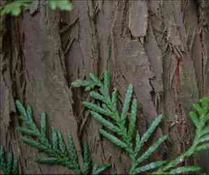 Arborvitaes (Thuja)(Thuja)