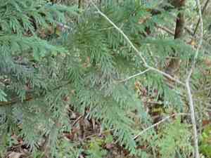 Hiba(Thujopsis dolabrata)