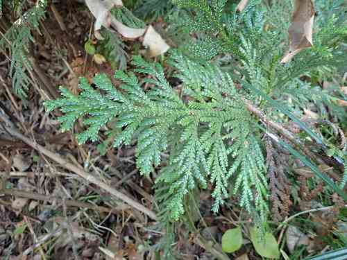 Hiba(Thujopsis dolabrata)