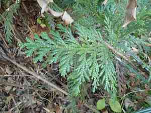 Hiba(Thujopsis dolabrata)