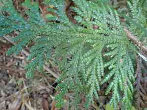 Hiba(Thujopsis dolabrata)