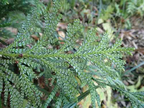 Hiba(Thujopsis dolabrata)