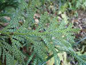 Hiba(Thujopsis dolabrata)