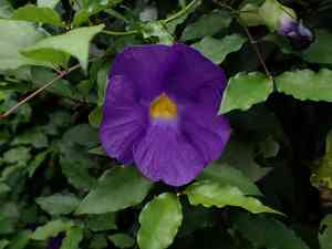 Bush clockvine(Thunbergia erecta)