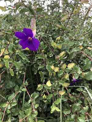 Bush clockvine(Thunbergia erecta)