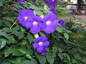 Bush clockvine(Thunbergia erecta)