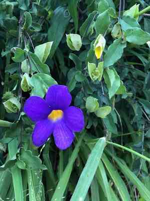 Bush clockvine(Thunbergia erecta)