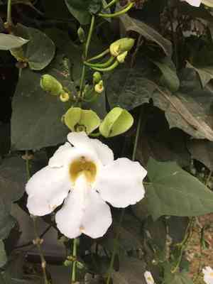 Laurel clockvine(Thunbergia laurifolia)